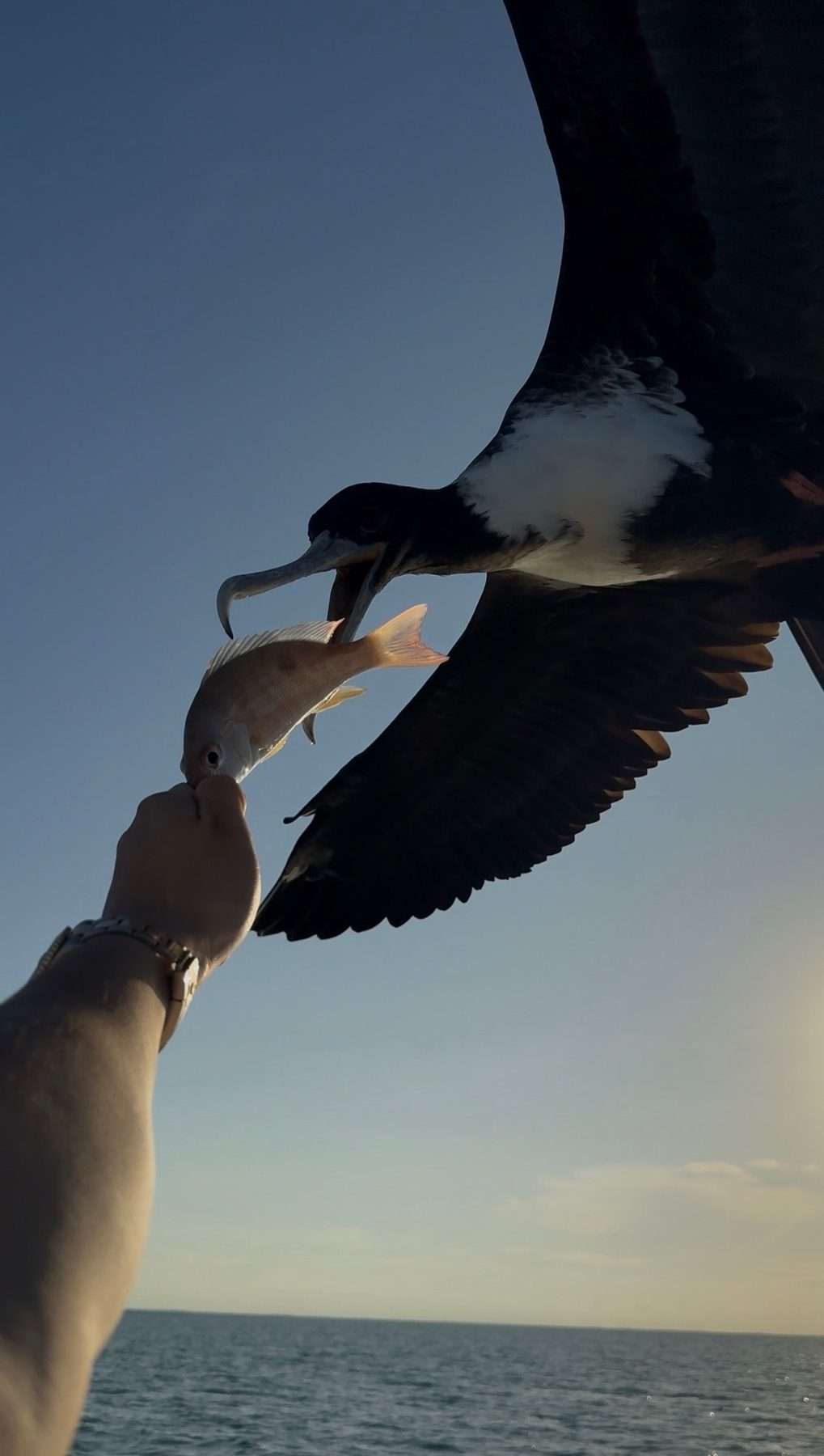 Manatee Wildlife Encounter